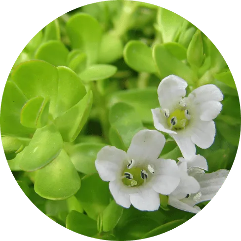 Bacopa Monnieri Memory and Learning Support
